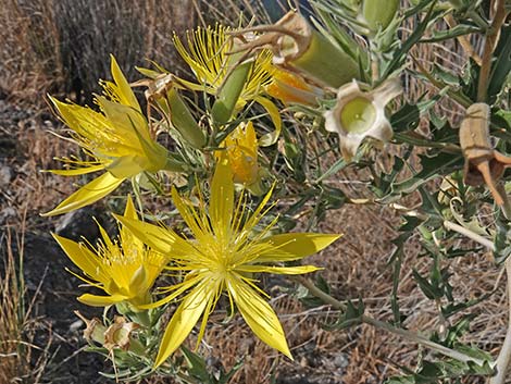 Smoothstem Blazingstar (Mentzelia laevicaulis)