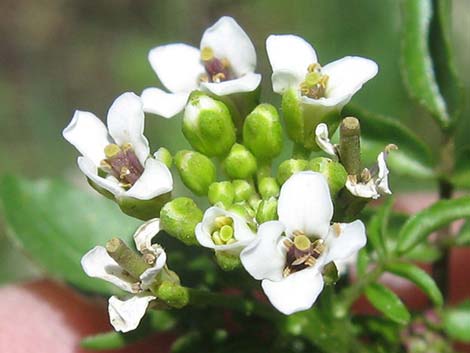 Watercress (Nasturtium officinale)