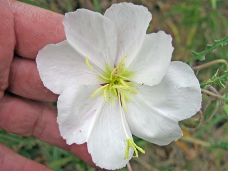 California Evening Primrose (Oenothera californica)