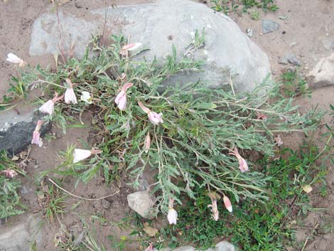 California Evening Primrose (Oenothera californica)