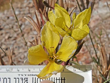 Tall Evening Primrose (Oenothera elata)