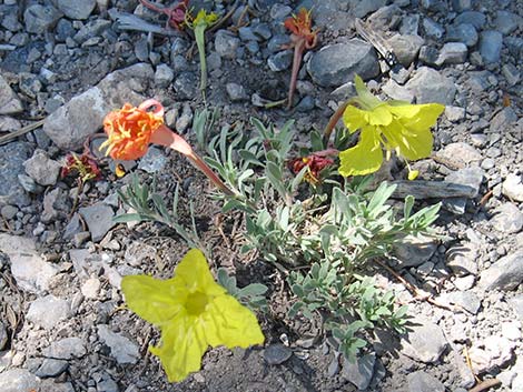 Howard's Evening Primrose (Oenothera howardii)