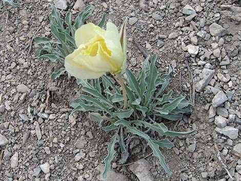 Howard's Evening Primrose (Oenothera howardii)