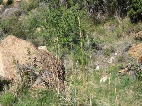 Longstem Evening Primrose (Oenothera longissima)