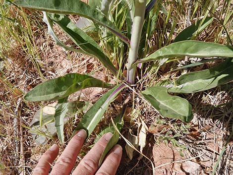 Longstem Evening Primrose (Oenothera longissima)