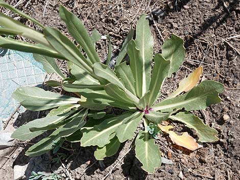 Longstem Evening Primrose (Oenothera longissima)