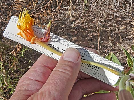 Longstem Evening Primrose (Oenothera longissima)