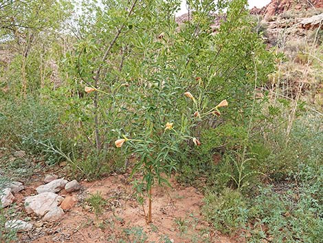 Longstem Evening Primrose (Oenothera longissima)