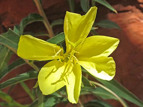 Longstem Evening Primrose (Oenothera longissima)