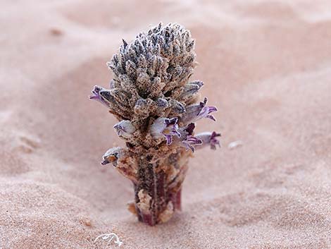 Desert Broom-rape (Orobanche cooperi)