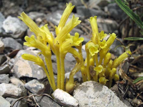 Clustered Broom-rape (Orobanche fasciculata)