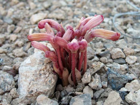 Clustered Broom-rape (Orobanche fasciculata)