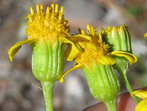 Lobeleaf Groundsel (Packera multilobata)