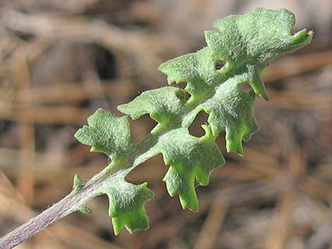 Lobeleaf Groundsel (Packera multilobata)