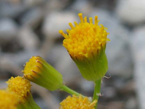 Lobeleaf Groundsel (Packera multilobata)