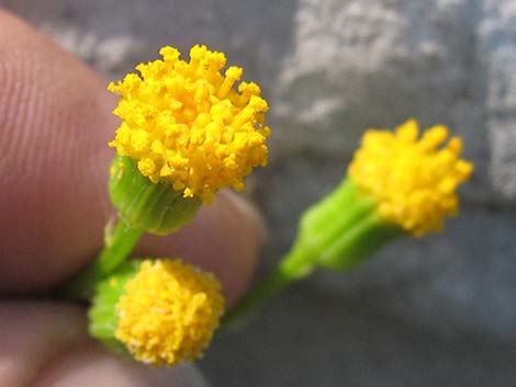 Lobeleaf Groundsel (Packera multilobata)