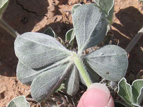 Indian breadroot (Pediomelum castoreum)