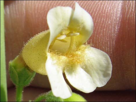 Yellow Pinto Beardtongue (Penstemon bicolor bicolor)