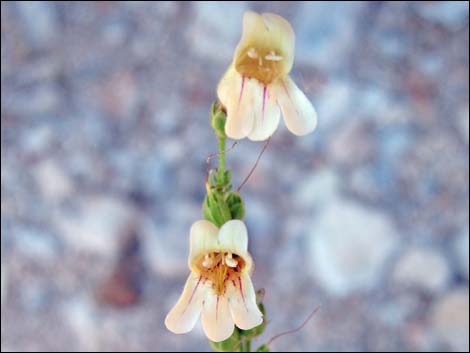 Yellow Pinto Beardtongue (Penstemon bicolor bicolor)