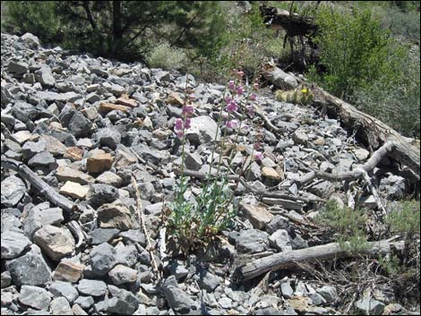 Palmer's Penstemon (Penstemon palmeri)