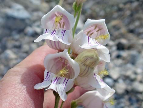 Palmer's Penstemon (Penstemon palmeri)