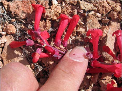 Utah Firecracker (Penstemon utahensis)