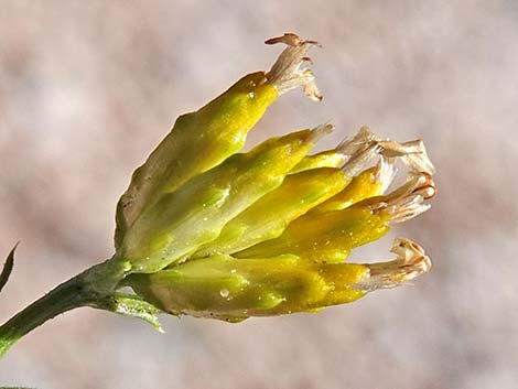 Rock Goldenrod (Petradoria pumila ssp. pumila)