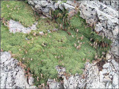 Mat Rockspirea (Petrophyton caespitosum)