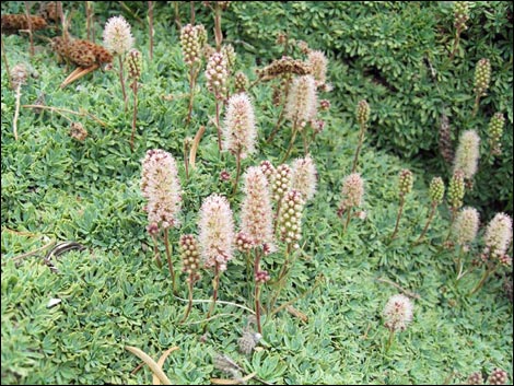 Mat Rockspirea (Petrophyton caespitosum)