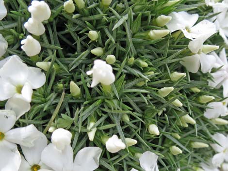 Mountain Phlox (Phlox austromontana)