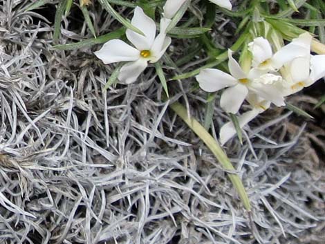 Mountain Phlox (Phlox austromontana)