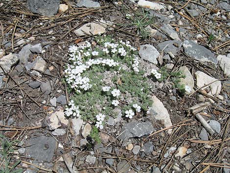 Dwarf Phlox (Phlox condensata)