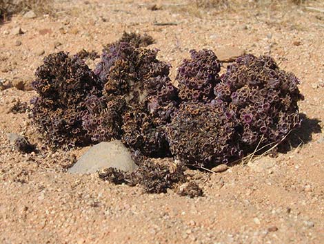 Scaly-stemmed Sand Plant (Pholisma arenarium)