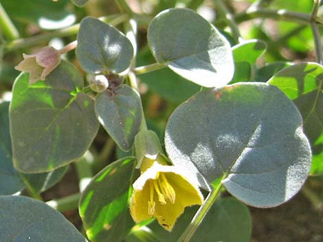 Yellow Nightshade Groundcherry (Physalis crassifolia)