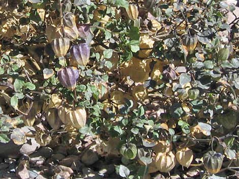 Yellow Nightshade Groundcherry (Physalis crassifolia)