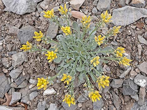 Chambers' Twinpod (Physaria chambersii)