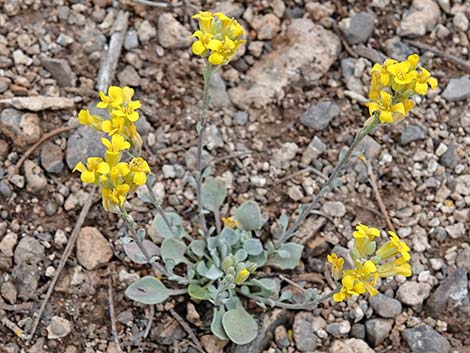 Chambers' Twinpod (Physaria chambersii)