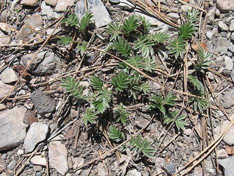 Woolly Cinquefoil (Potentilla hippiana)