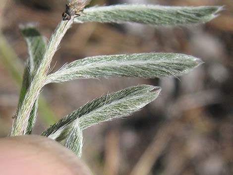 Woolly Cinquefoil (Potentilla hippiana)