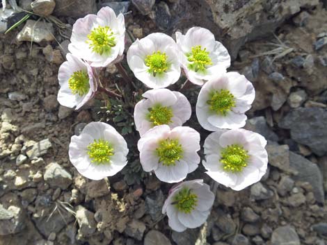 Anderson's buttercup (Ranunculus andersonii)