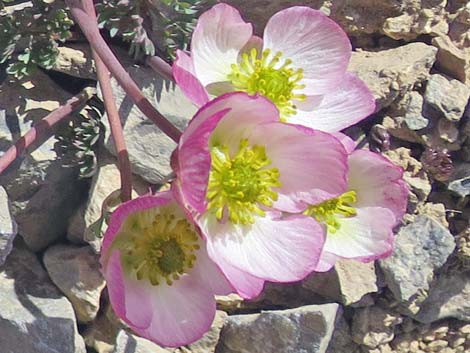 Anderson's buttercup (Ranunculus andersonii)