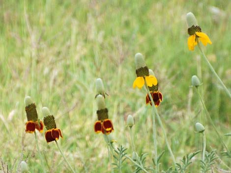 Upright Prairie Coneflower (Ratibida columnifera)