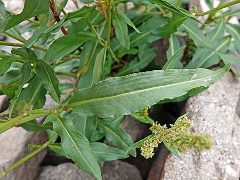 Willow Dock (Rumex salicifolius)