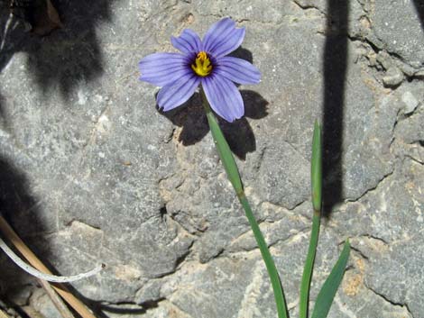 Stiff Blue-eyed Grass (Sisyrinchium demissum)