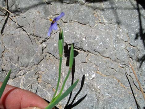 Stiff Blue-eyed Grass (Sisyrinchium demissum)