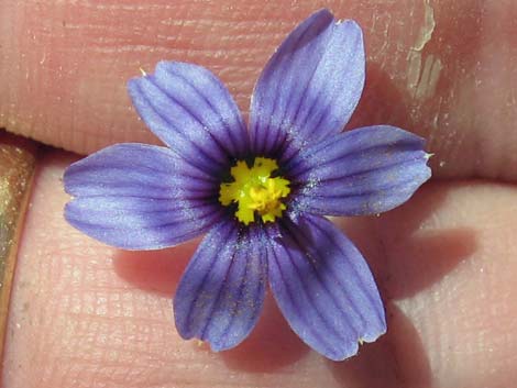 Stiff Blue-eyed Grass (Sisyrinchium demissum)