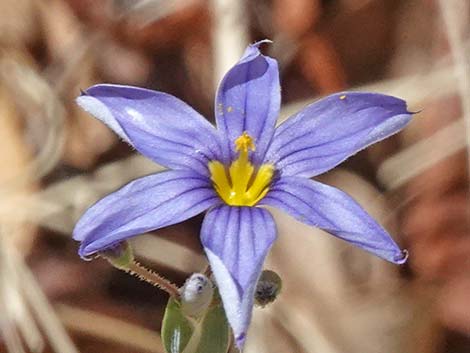 Stiff Blue-eyed Grass (Sisyrinchium demissum)