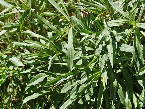 Nevada Goldenrod (Solidago spectabilis var spectabilis)