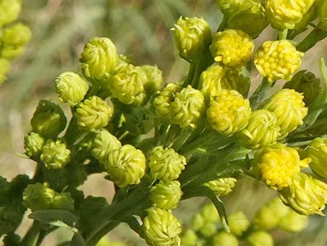 Nevada Goldenrod (Solidago spectabilis var spectabilis)