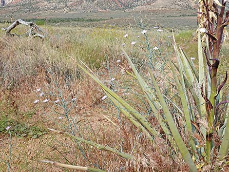 Small Wirelettuce (Stephanomeria exigua)